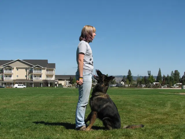 Rogue Valley Schutzhund Club 2008 training archive — working-dog photo 158