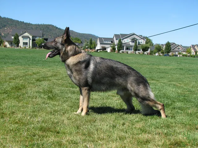 Rogue Valley Schutzhund Club 2008 training archive — working-dog photo 159