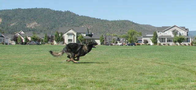 Rogue Valley Schutzhund Club 2008 training archive — working-dog photo 160