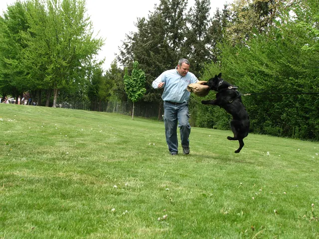 Rogue Valley Schutzhund Club 2008 training archive — obedience, field work and protection foundations — photo 162