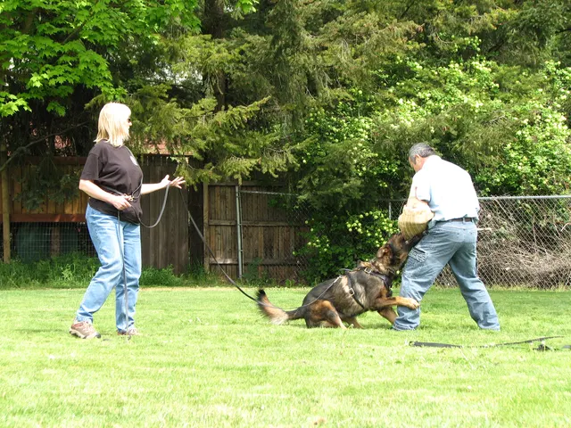 Rogue Valley Schutzhund Club 2008 training archive — obedience, field work and protection foundations — photo 163