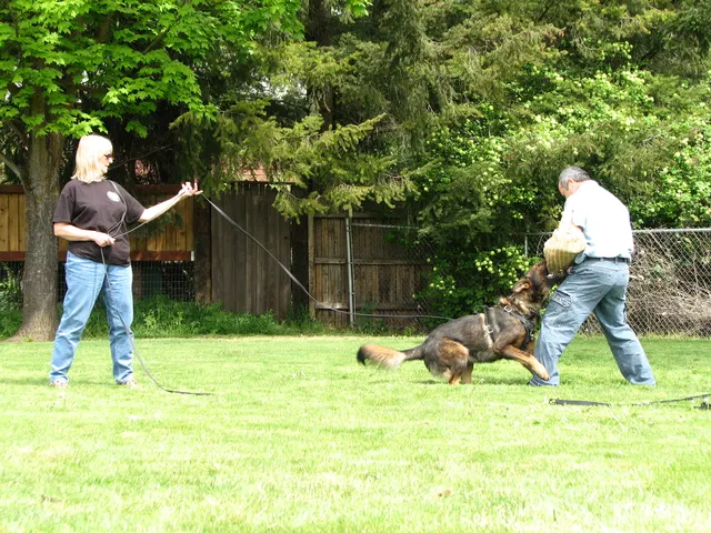 Rogue Valley Schutzhund Club 2008 training archive — obedience, field work and protection foundations — photo 164