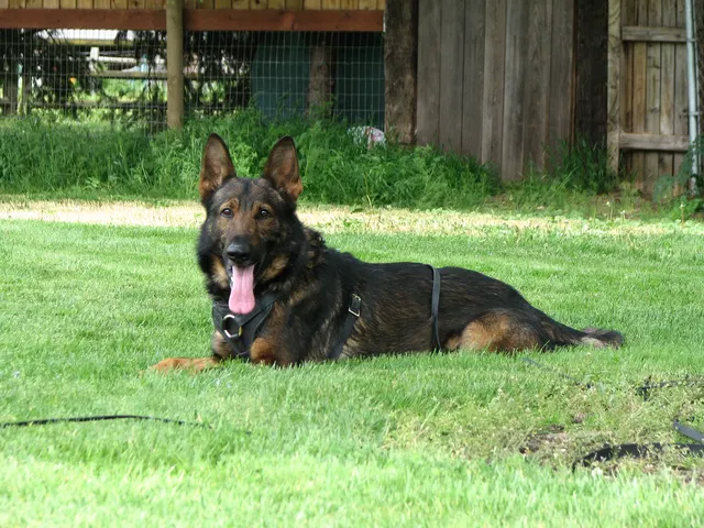 Rogue Valley Schutzhund Club 2008 training archive — obedience, field work and protection foundations — photo 166