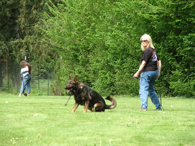 Rogue Valley Schutzhund Club 2008 training archive — obedience, field work and protection foundations — photo 167