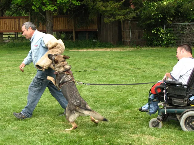 Rogue Valley Schutzhund Club 2008 training archive — obedience, field work and protection foundations — photo 170