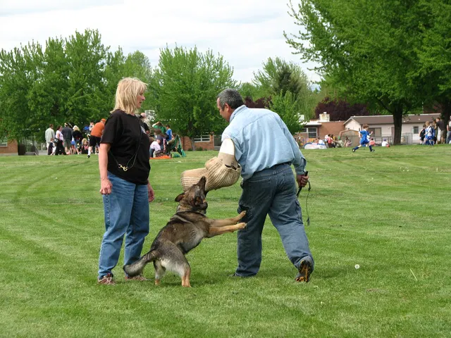 Rogue Valley Schutzhund Club 2008 training archive — obedience, field work and protection foundations — photo 171