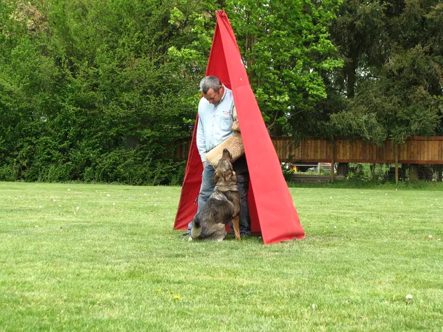 Rogue Valley Schutzhund Club 2008 training archive — obedience, field work and protection foundations — photo 172