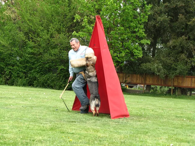 Rogue Valley Schutzhund Club 2008 training archive — obedience, field work and protection foundations — photo 173