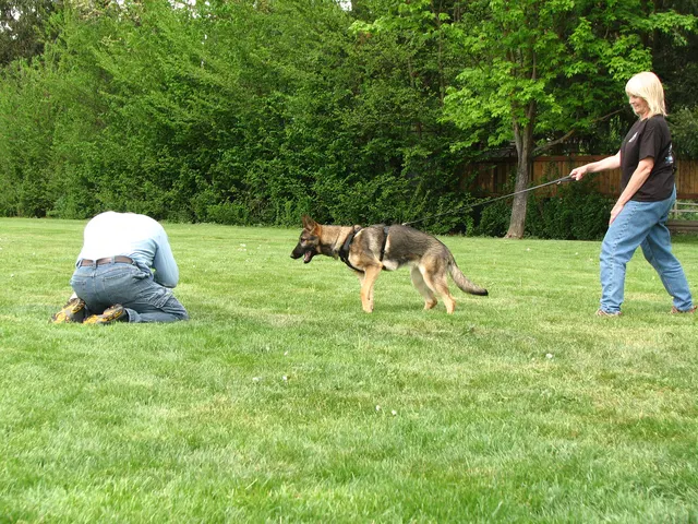 Rogue Valley Schutzhund Club 2008 training archive — obedience, field work and protection foundations — photo 175