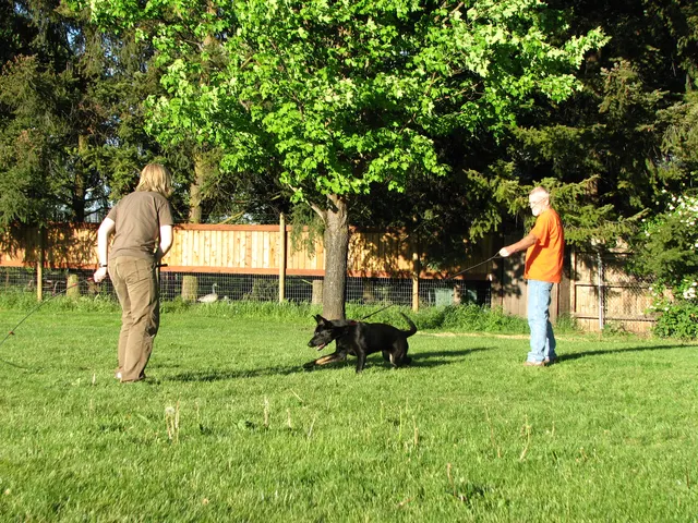 Rogue Valley Schutzhund Club 2008 training archive — obedience, field work and protection foundations — photo 177
