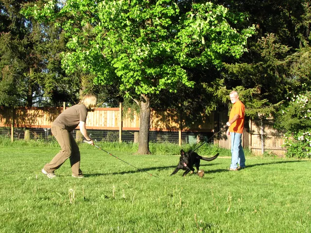 Rogue Valley Schutzhund Club 2008 training archive — obedience, field work and protection foundations — photo 178