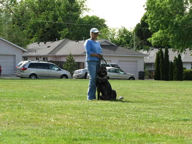 Rogue Valley Schutzhund Club 2008 training archive — obedience, field work and protection foundations — photo 180