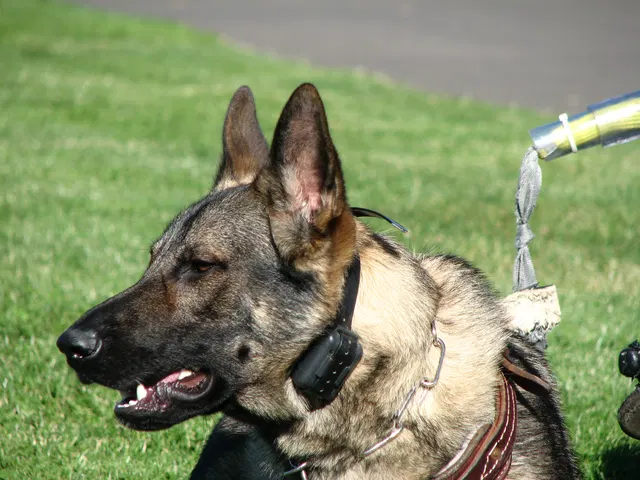 Rogue Valley Schutzhund Club 2008 training archive — obedience, field work and protection foundations — photo 186