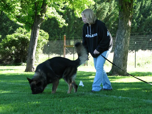 Rogue Valley Schutzhund Club 2008 training archive — obedience, field work and protection foundations — photo 188