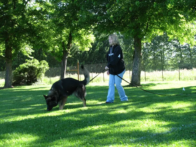 Rogue Valley Schutzhund Club 2008 training archive — obedience, field work and protection foundations — photo 189