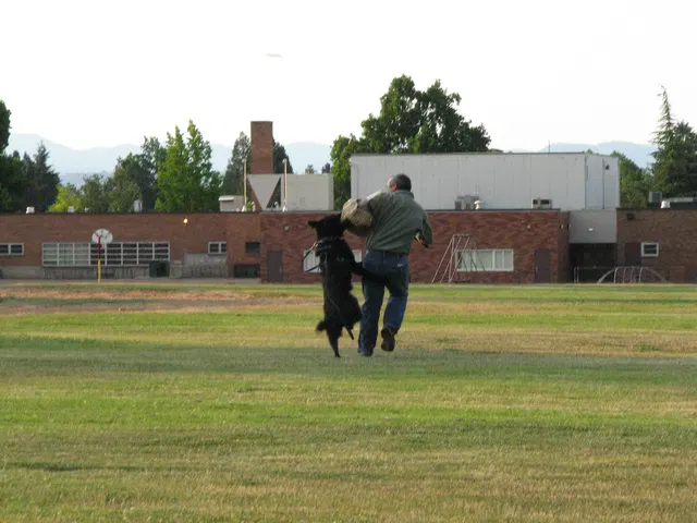 Rogue Valley Schutzhund Club 2008 training archive — obedience, field work and protection foundations — photo 190