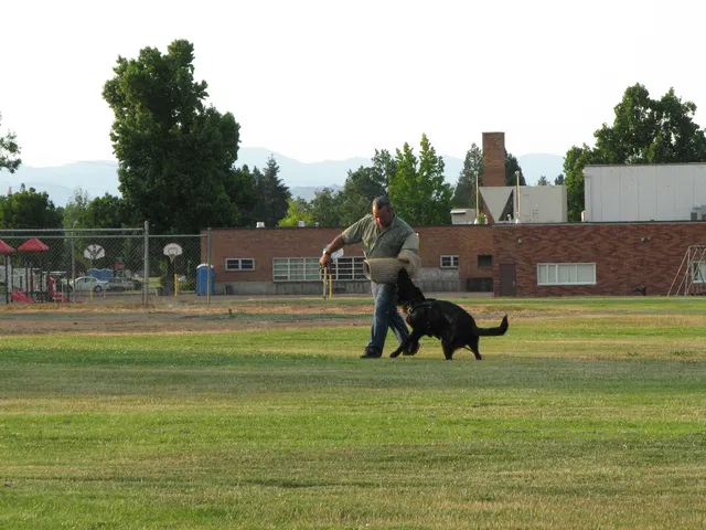 Rogue Valley Schutzhund Club 2008 training archive — obedience, field work and protection foundations — photo 191