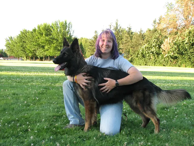 Rogue Valley Schutzhund Club 2008 training archive — obedience, field work and protection foundations — photo 192