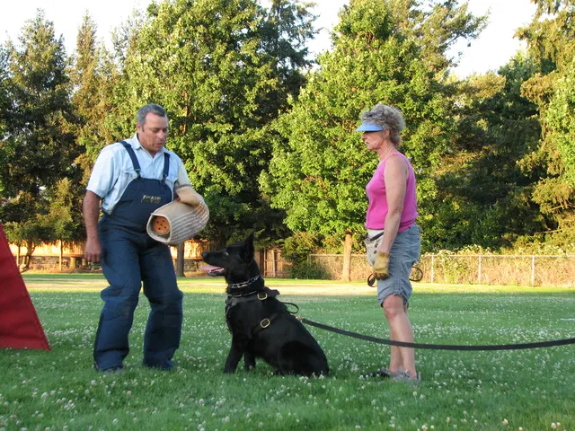 Rogue Valley Schutzhund Club 2008 training archive — obedience, field work and protection foundations — photo 194