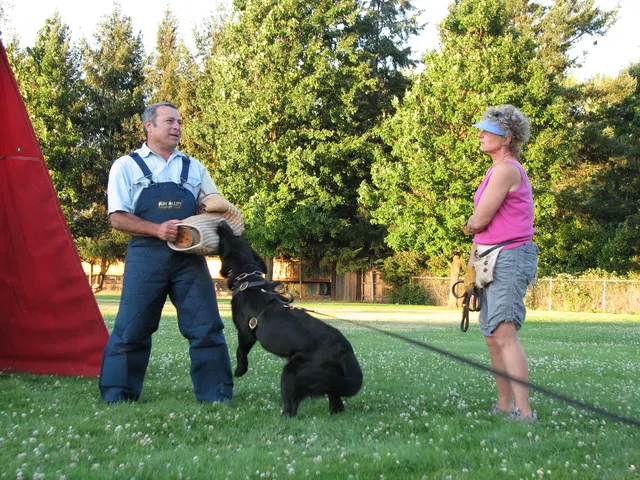 Rogue Valley Schutzhund Club 2008 training archive — obedience, field work and protection foundations — photo 196