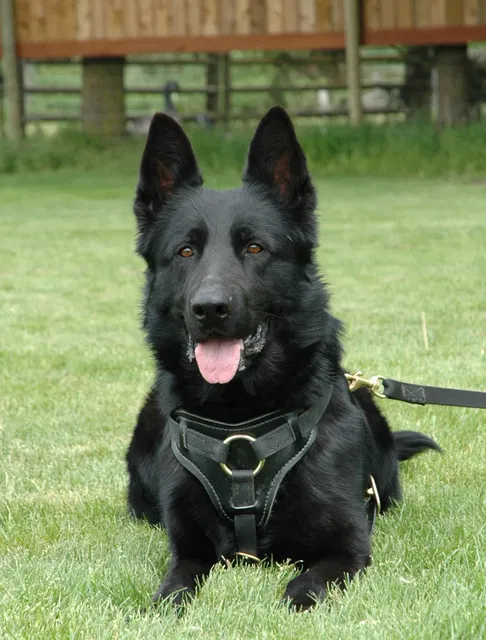Rogue Valley Schutzhund Club 2008 training archive — obedience, field work and protection foundations — photo 198
