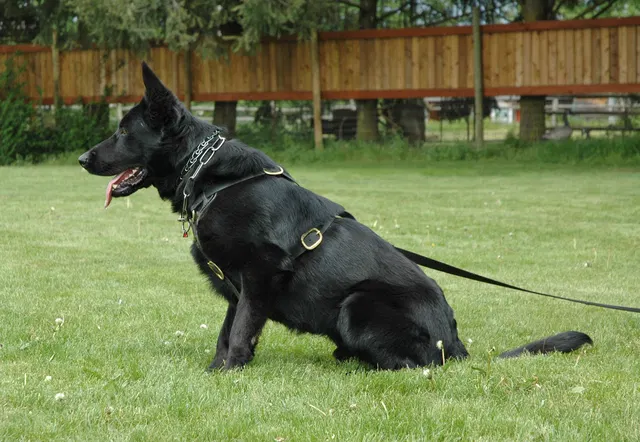 Rogue Valley Schutzhund Club 2008 training archive — obedience, field work and protection foundations — photo 199