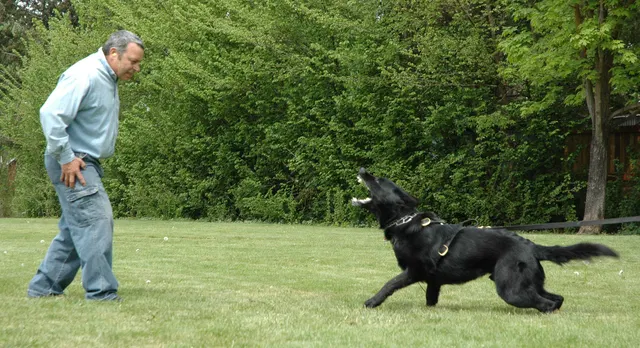 Rogue Valley Schutzhund Club 2008 training archive — obedience, field work and protection foundations — photo 200