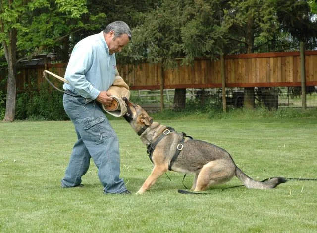 Rogue Valley Schutzhund Club 2008 training archive — obedience, field work and protection foundations — photo 201