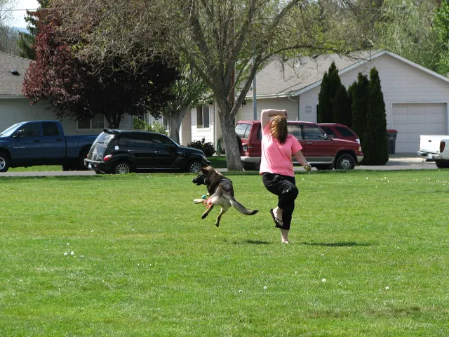 Rogue Valley Schutzhund Club 2008 training archive — obedience, field work and protection foundations — photo 207