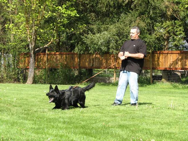 Rogue Valley Schutzhund Club 2008 training archive — obedience, field work and protection foundations — photo 210