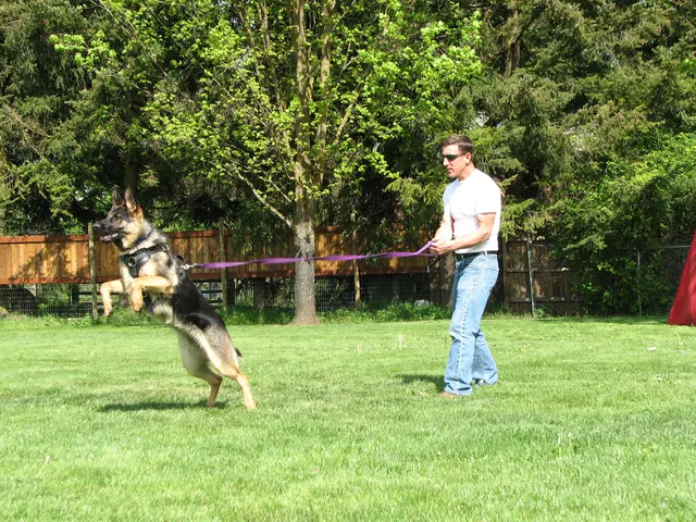 Rogue Valley Schutzhund Club 2008 training archive — obedience, field work and protection foundations — photo 211