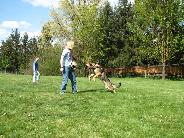 Rogue Valley Schutzhund Club 2008 training archive — obedience, field work and protection foundations — photo 213