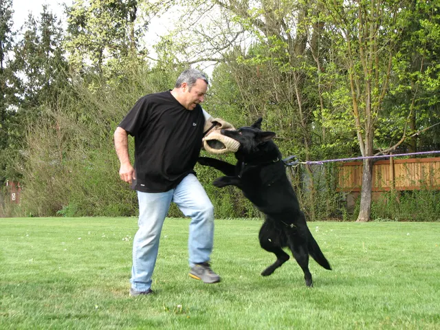 Rogue Valley Schutzhund Club 2008 training archive — obedience, field work and protection foundations — photo 214