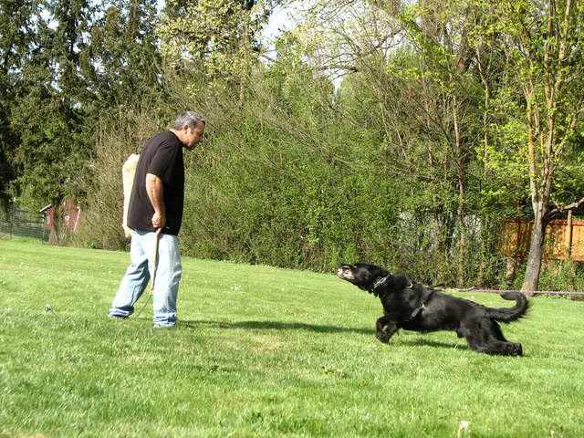 Rogue Valley Schutzhund Club 2008 training archive — obedience, field work and protection foundations — photo 215