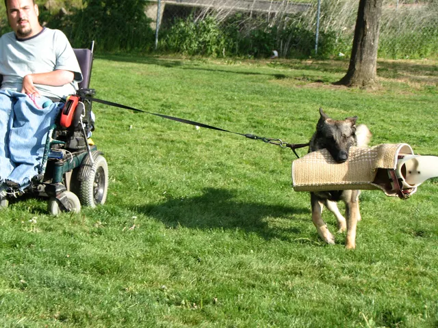 Rogue Valley Schutzhund Club 2008 training archive — obedience, field work and protection foundations — photo 217