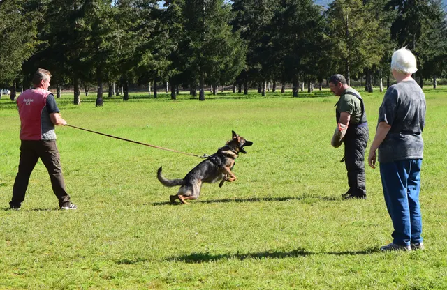 April 10, 2015 RVSC Club Training — a working dog training beside a Schutzhund blind — photo 03