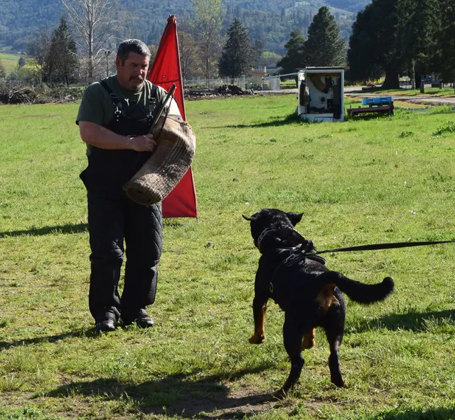 April 10, 2015 RVSC Club Training — a working dog training beside a Schutzhund blind — photo 07