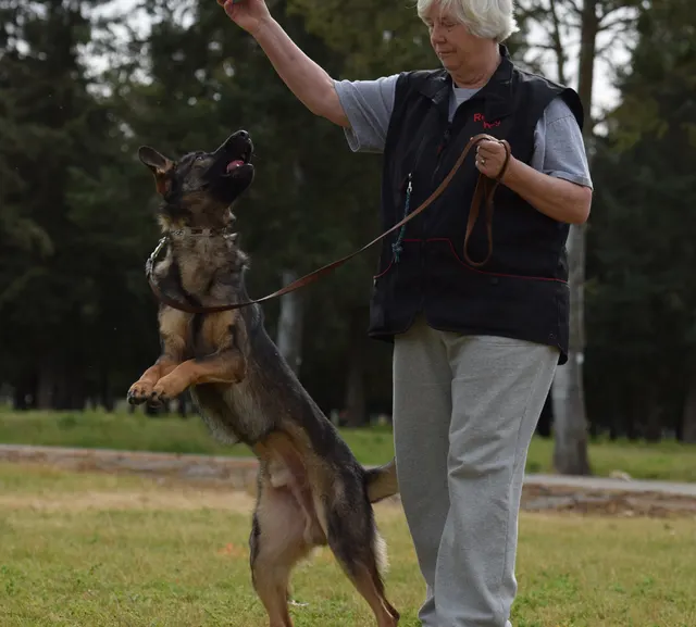 April 10, 2015 RVSC Club Training — a handler building engagement with a working dog — photo 05