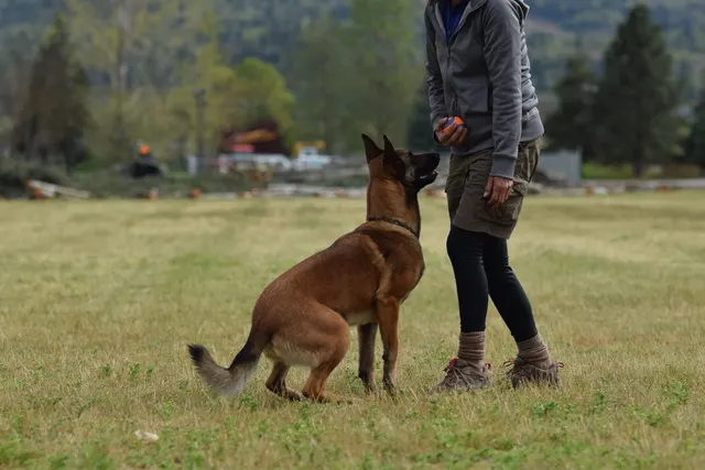 April 10, 2015 RVSC Club Training — a dog-and-handler team practicing obedience on the club field — photo 02