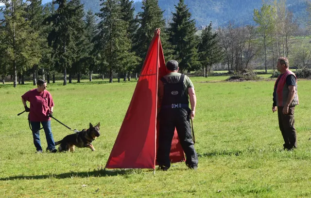April 10, 2015 RVSC Club Training — a dog-and-handler team practicing obedience on the club field — photo 06