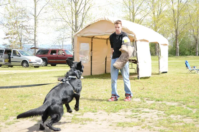 April 13, 2013 RVSC Club Training on April 13, 2013 — a working dog and helper completing a controlled close protection exercise — photo 06