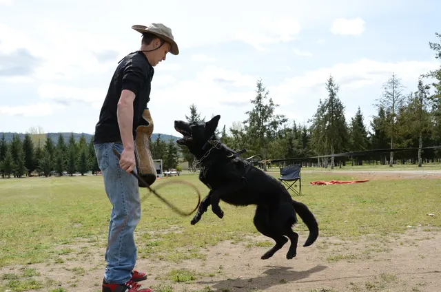 April 13, 2013 RVSC Club Training on April 13, 2013 — a black working dog driving toward the helper during protection training — photo 10