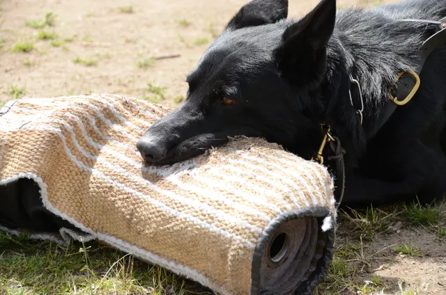 April 13, 2013 RVSC Club Training on April 13, 2013 — a close view of a working dog gripping the protection sleeve — photo 09