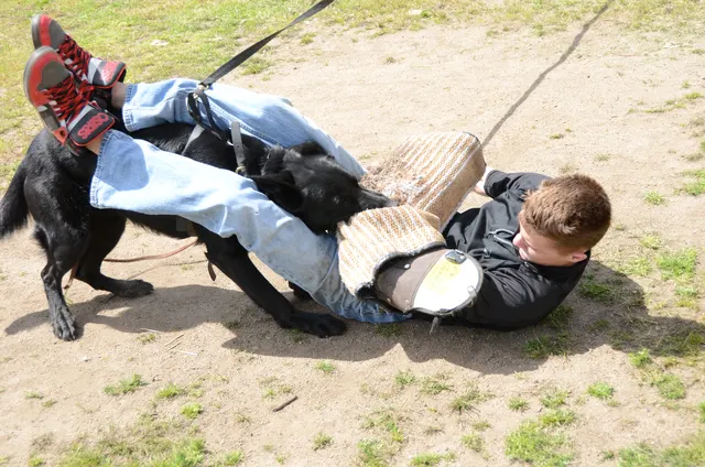 April 13, 2013 RVSC Club Training on April 13, 2013 — a working dog developing a full grip on the protection sleeve — photo 07