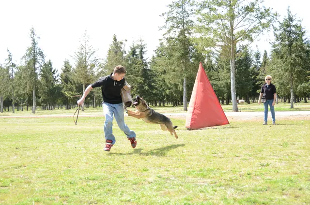 April 13, 2013 RVSC Club Training on April 13, 2013 — a working dog driving toward the helper during a protection exercise — photo 02