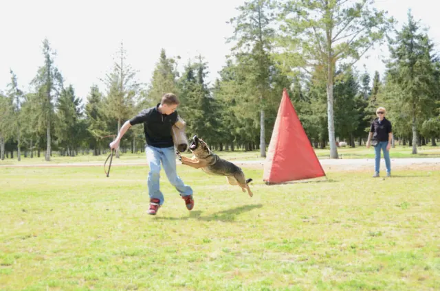 April 13, 2013 RVSC Club Training on April 13, 2013 — a working dog pursuing the helper during controlled protection training — photo 03