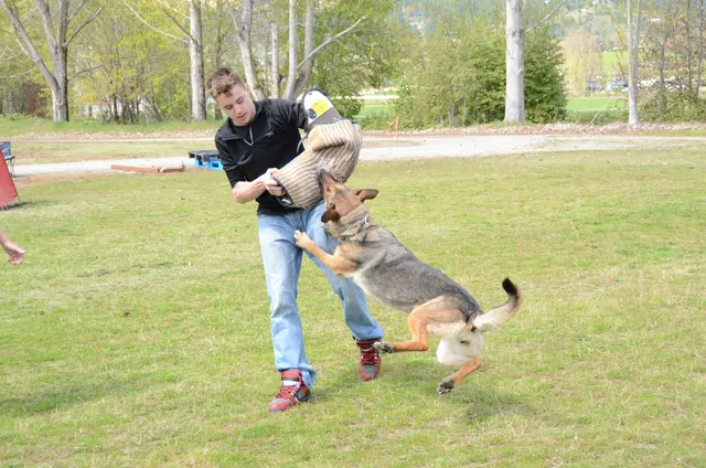 April 13, 2013 RVSC Club Training on April 13, 2013 — a German Shepherd driving toward the sleeve during protection training — photo 05