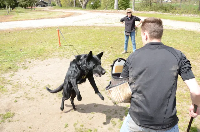 April 13, 2013 RVSC Club Training on April 13, 2013 — a black working dog engaging the sleeve during helper work — photo 08