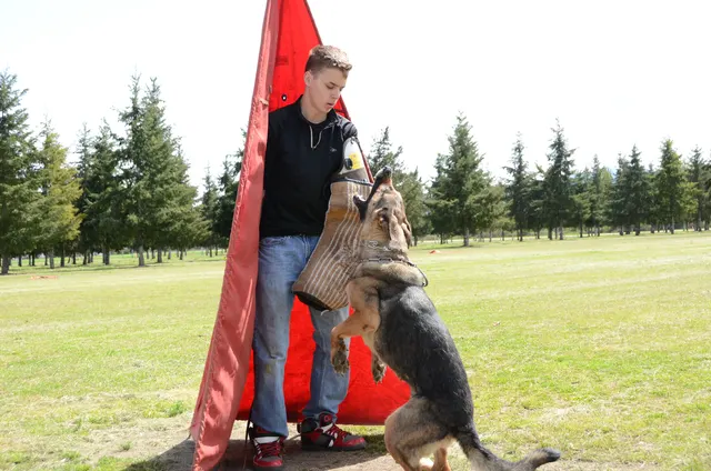 April 13, 2013 RVSC Club Training — a working dog engaging the helper at a Schutzhund blind
