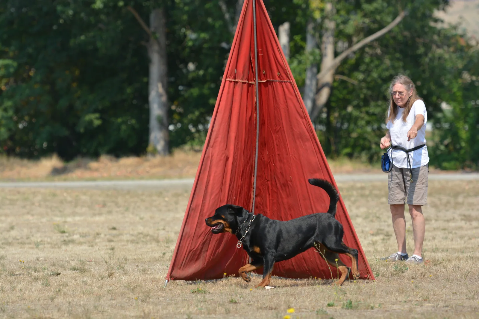 August 17, 2013 RVSC Club Training — a handler and working dog practicing control on the club field